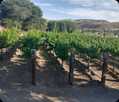 June 2024 Grapevines